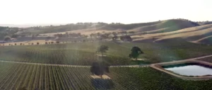 Cass Winery
